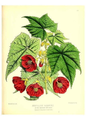 Reproducción/Reproduction 49679858686: The floral magazine;. London,L. Reeve & Co.. 