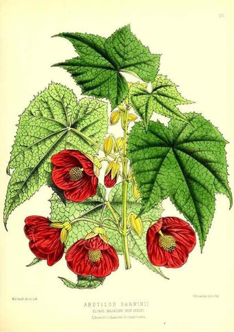 Reproducción/Reproduction 49679858686: The floral magazine;. London,L. Reeve & Co.. 