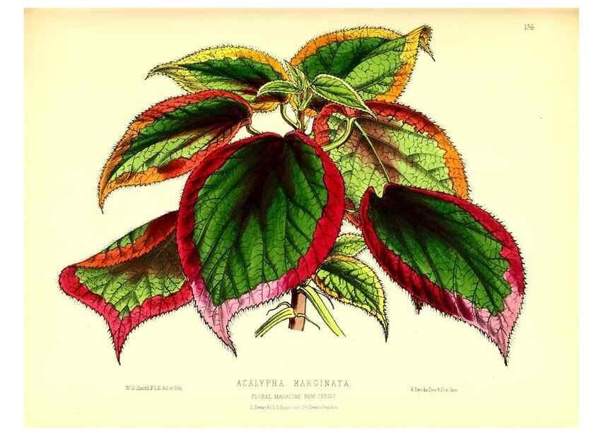 Reproducción/Reproduction 49679326683: The floral magazine;. London,L. Reeve & Co.. 