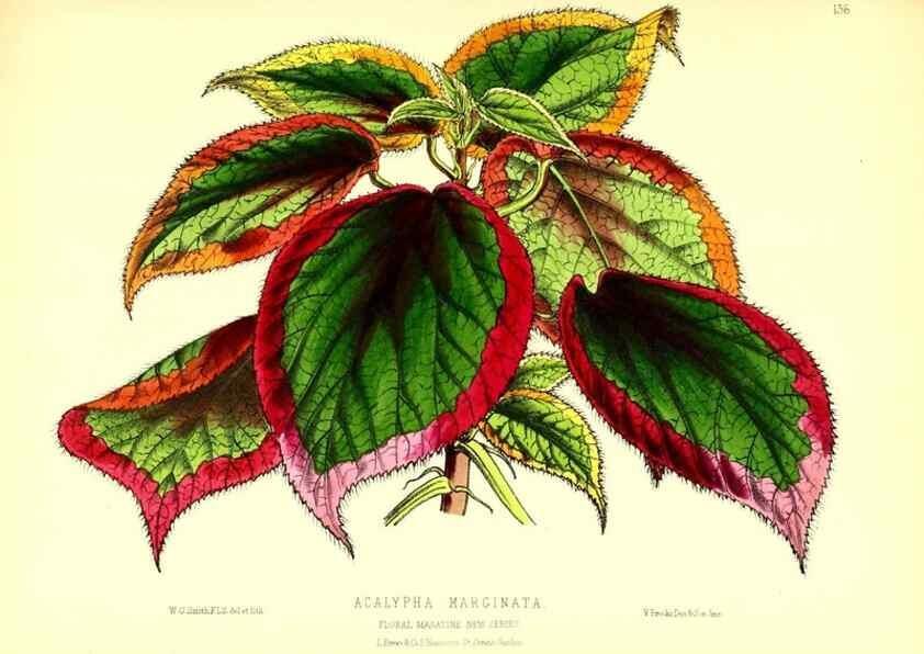 Reproducción/Reproduction 49679326683: The floral magazine;. London,L. Reeve & Co.. 