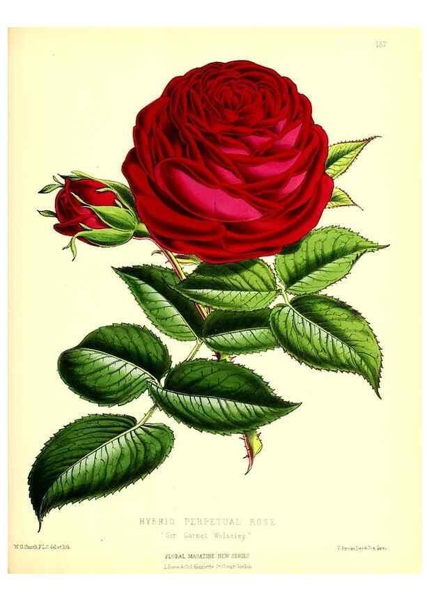 Reproducción/Reproduction 49679855711: The floral magazine;. London,L. Reeve & Co.. 