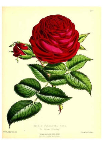 Reproducción/Reproduction 49679855711: The floral magazine;. London,L. Reeve & Co.. 
