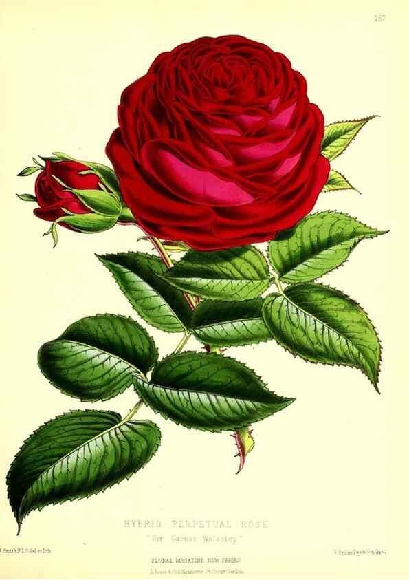 Reproducción/Reproduction 49679855711: The floral magazine;. London,L. Reeve & Co.. 