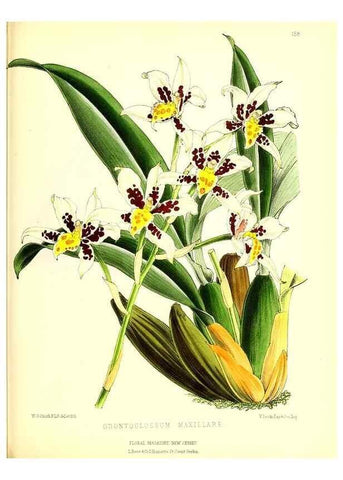 Reproducción/Reproduction 49679855946: The floral magazine;. London,L. Reeve & Co.. 