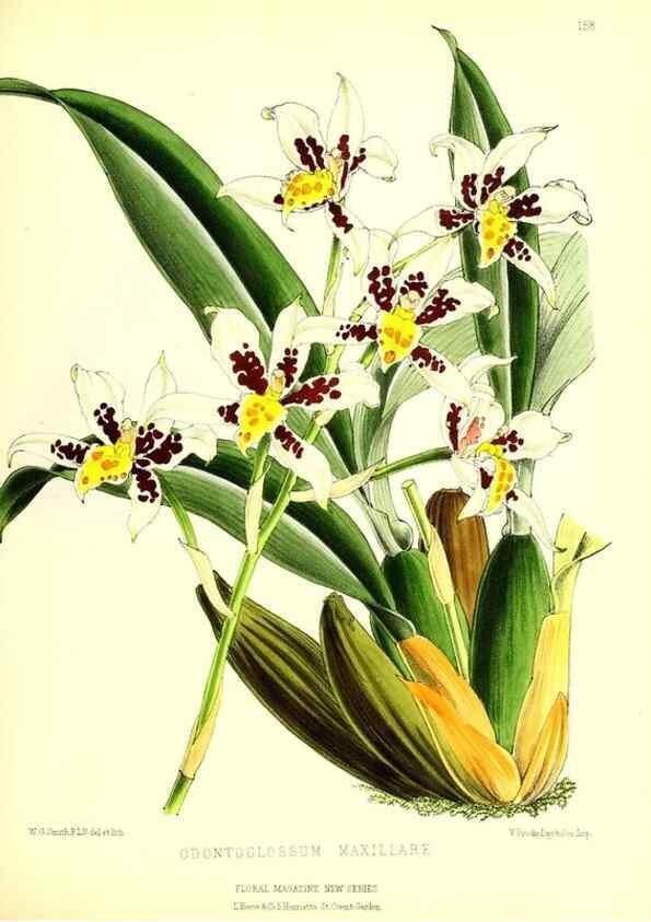 Reproducción/Reproduction 49679855946: The floral magazine;. London,L. Reeve & Co.. 