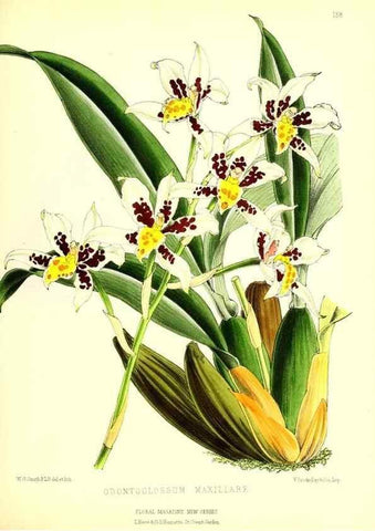Reproducción/Reproduction 49679855946: The floral magazine;. London,L. Reeve & Co.. 