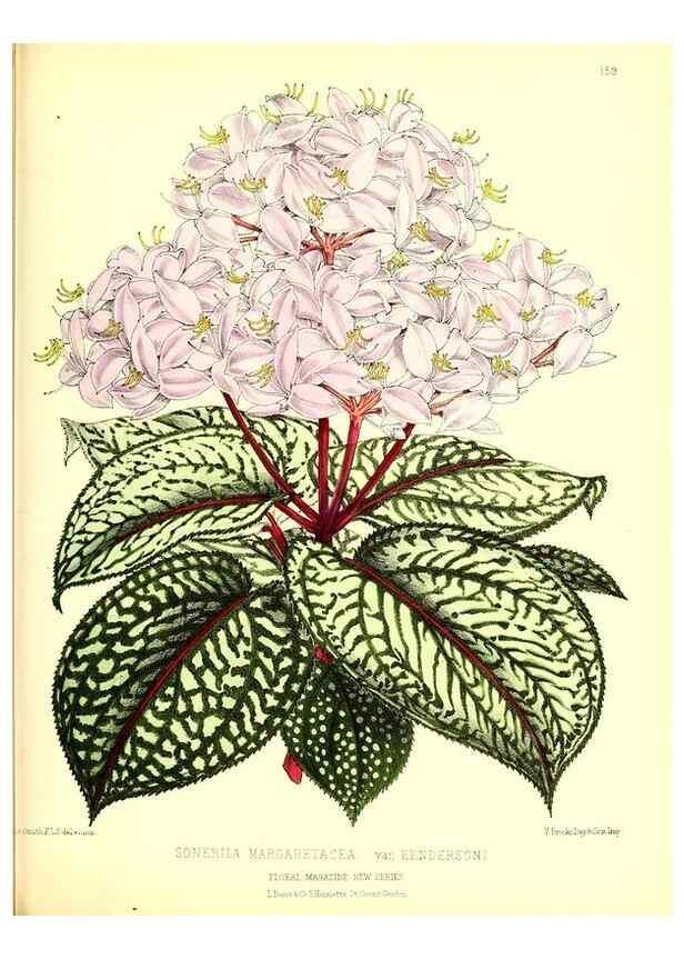 Reproducción/Reproduction 49679327303: The floral magazine;. London,L. Reeve & Co.. 
