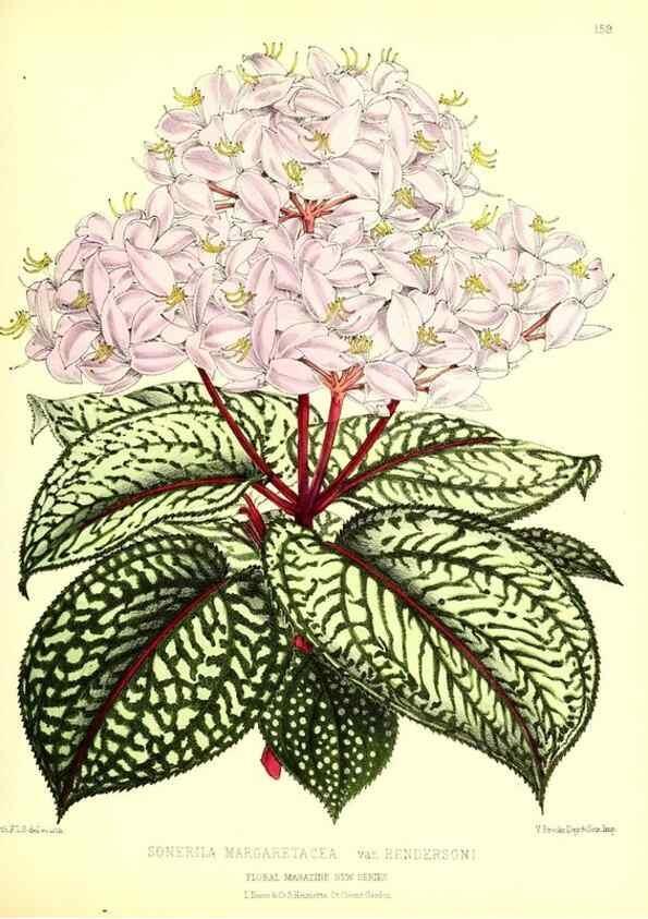 Reproducción/Reproduction 49679327303: The floral magazine;. London,L. Reeve & Co.. 