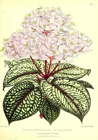 Reproducción/Reproduction 49679327303: The floral magazine;. London,L. Reeve & Co.. 