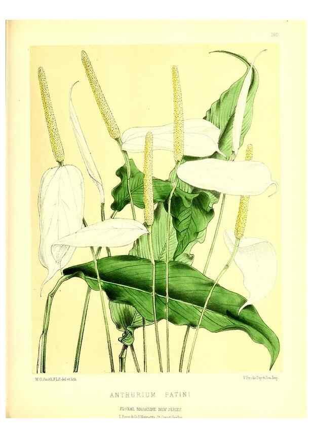 Reproducción/Reproduction 49679856386: The floral magazine;. London,L. Reeve & Co.. 
