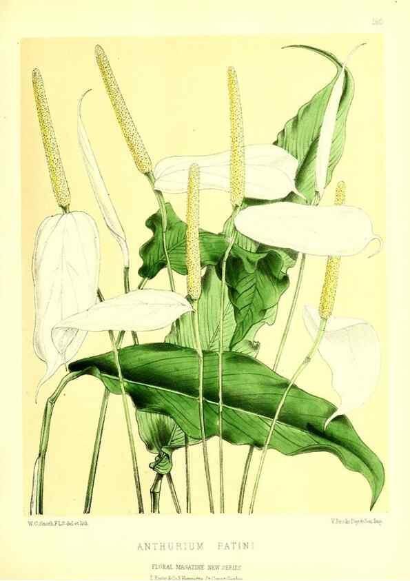 Reproducción/Reproduction 49679856386: The floral magazine;. London,L. Reeve & Co.. 