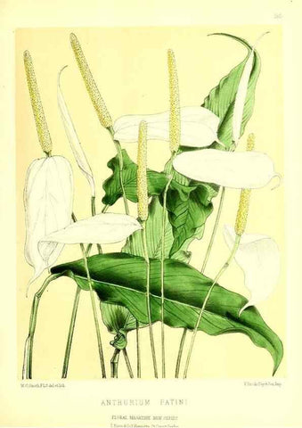 Reproducción/Reproduction 49679856386: The floral magazine;. London,L. Reeve & Co.. 
