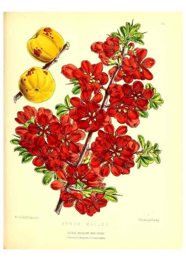Reproducción/Reproduction 49679327643: The floral magazine;. London,L. Reeve & Co.. 