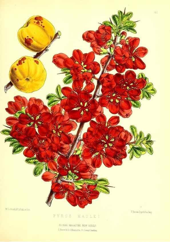 Reproducción/Reproduction 49679327643: The floral magazine;. London,L. Reeve & Co.. 