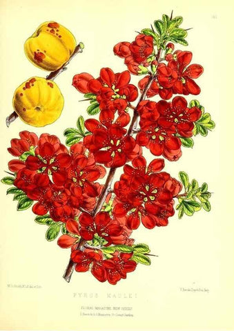 Reproducción/Reproduction 49679327643: The floral magazine;. London,L. Reeve & Co.. 