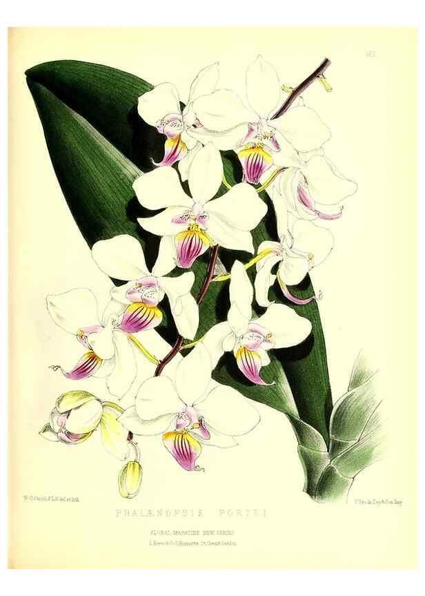 Reproducción/Reproduction 49680147747: The floral magazine;. London,L. Reeve & Co.. 