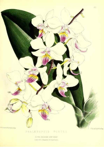 Reproducción/Reproduction 49680147747: The floral magazine;. London,L. Reeve & Co.. 