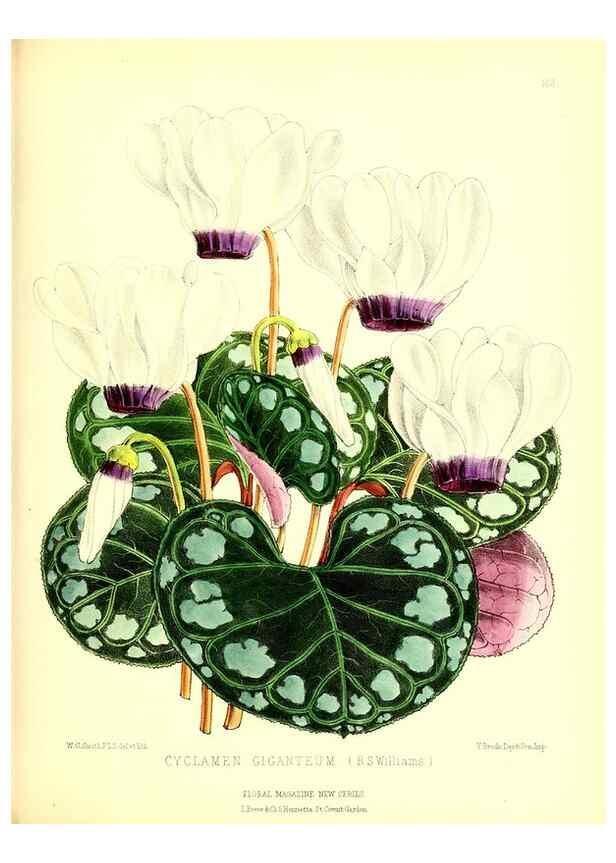 Reproducción/Reproduction 49679857031: The floral magazine;. London,L. Reeve & Co.. 