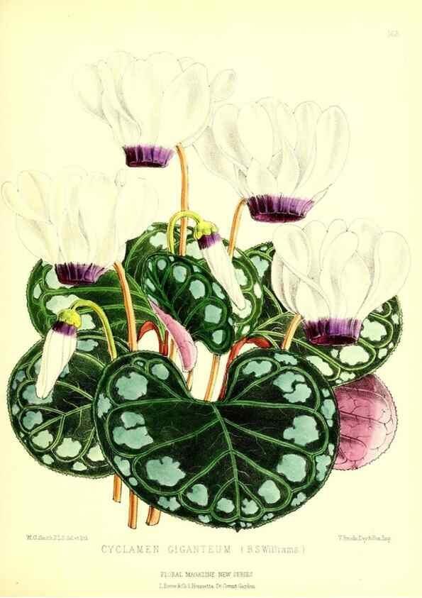 Reproducción/Reproduction 49679857031: The floral magazine;. London,L. Reeve & Co.. 