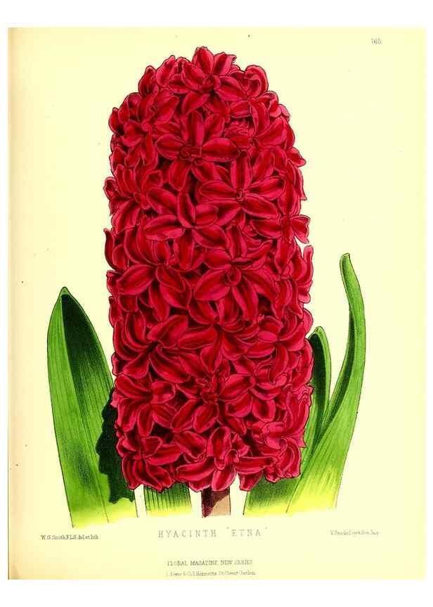 Reproducción/Reproduction 49679857351: The floral magazine;. London,L. Reeve & Co.. 