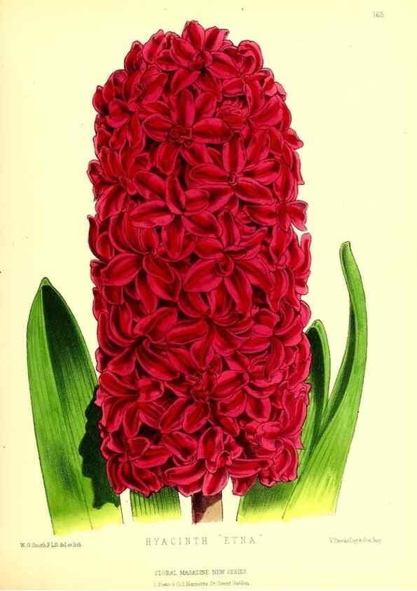 Reproducción/Reproduction 49679857351: The floral magazine;. London,L. Reeve & Co.. 