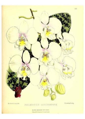 Reproducción/Reproduction 49679857551: The floral magazine;. London,L. Reeve & Co.. 