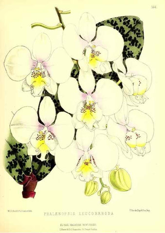 Reproducción/Reproduction 49679857551: The floral magazine;. London,L. Reeve & Co.. 