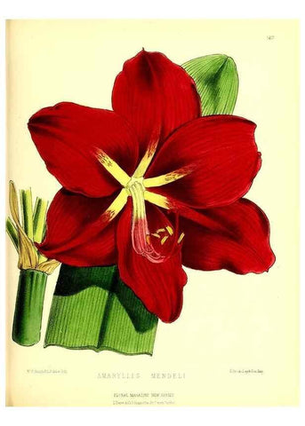 Reproducción/Reproduction 49679857701: The floral magazine;. London,L. Reeve & Co.. 