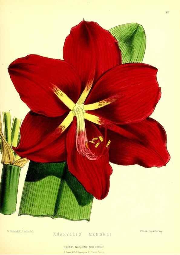 Reproducción/Reproduction 49679857701: The floral magazine;. London,L. Reeve & Co.. 