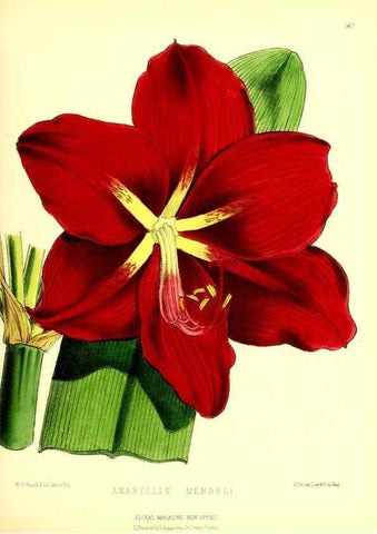 Reproducción/Reproduction 49679857701: The floral magazine;. London,L. Reeve & Co.. 