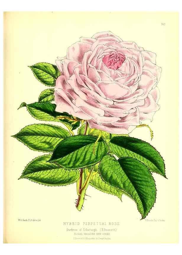 Reproducción/Reproduction 49679858091: The floral magazine;. London,L. Reeve & Co.. 