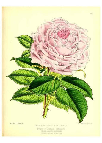 Reproducción/Reproduction 49679858091: The floral magazine;. London,L. Reeve & Co.. 