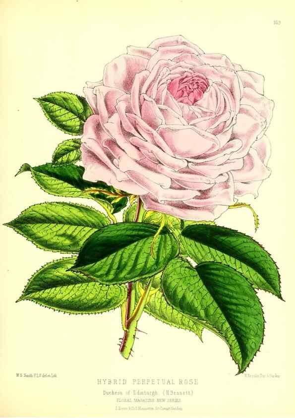 Reproducción/Reproduction 49679858091: The floral magazine;. London,L. Reeve & Co.. 