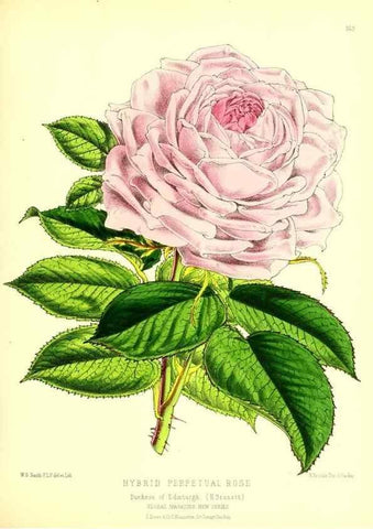 Reproducción/Reproduction 49679858091: The floral magazine;. London,L. Reeve & Co.. 