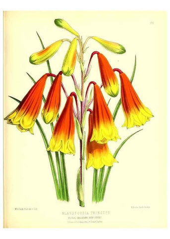 Reproducción/Reproduction 49680149102: The floral magazine;. London,L. Reeve & Co.. 
