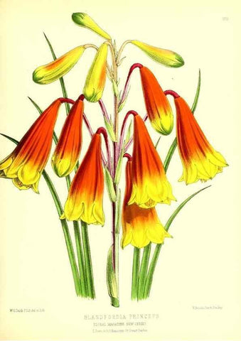 Reproducción/Reproduction 49680149102: The floral magazine;. London,L. Reeve & Co.. 