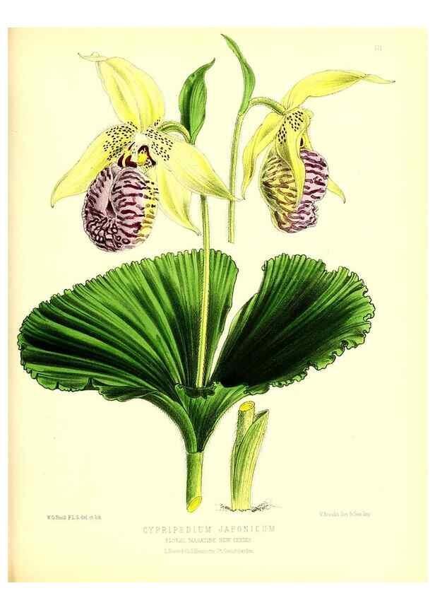 Reproducción/Reproduction 49680149347: The floral magazine;. London,L. Reeve & Co.. 