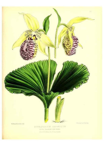 Reproducción/Reproduction 49680149347: The floral magazine;. London,L. Reeve & Co.. 