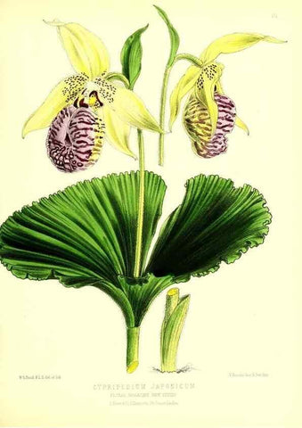 Reproducción/Reproduction 49680149347: The floral magazine;. London,L. Reeve & Co.. 