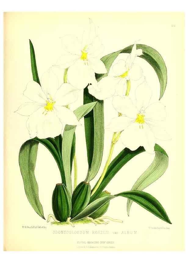 Reproducción/Reproduction 49680148127: The floral magazine;. London,L. Reeve & Co.. 
