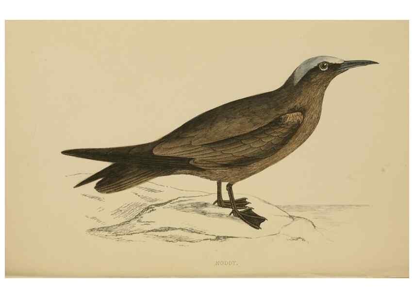 Reproducción/Reproduction 49679449896: A history of British birds.. London,Groombridge and Sons,[1862?-1867?]. 