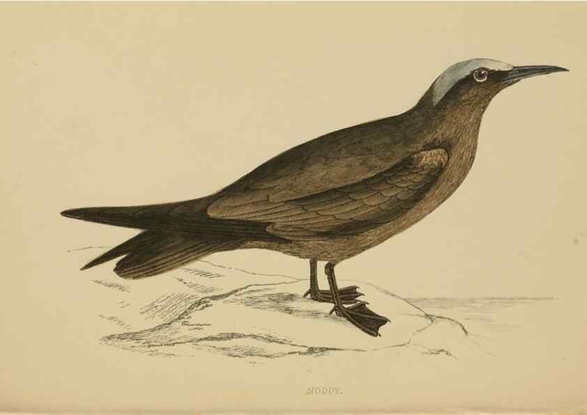 Reproducción/Reproduction 49679449896: A history of British birds.. London,Groombridge and Sons,[1862?-1867?]. 