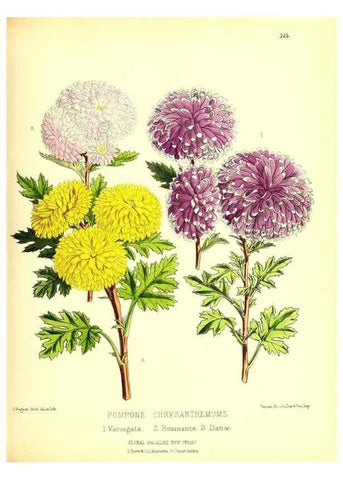 Reproducción/Reproduction 49679881103: The floral magazine;. London,L. Reeve & Co.. 