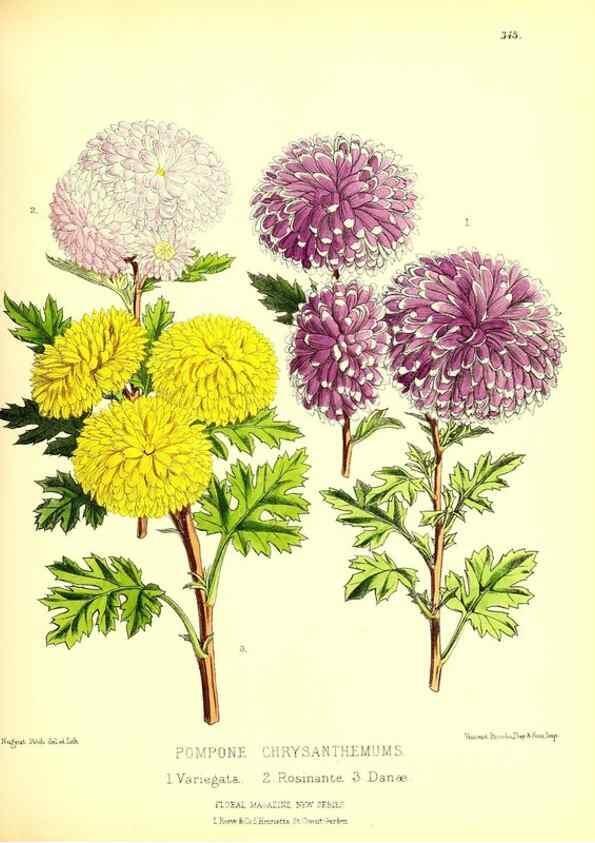 Reproducción/Reproduction 49679881103: The floral magazine;. London,L. Reeve & Co.. 