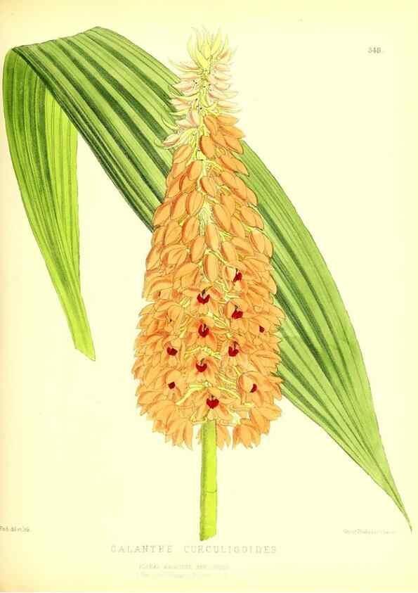 Reproducción/Reproduction 49679881563: The floral magazine;. London,L. Reeve & Co.. 