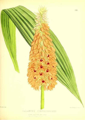 Reproducción/Reproduction 49679881563: The floral magazine;. London,L. Reeve & Co.. 