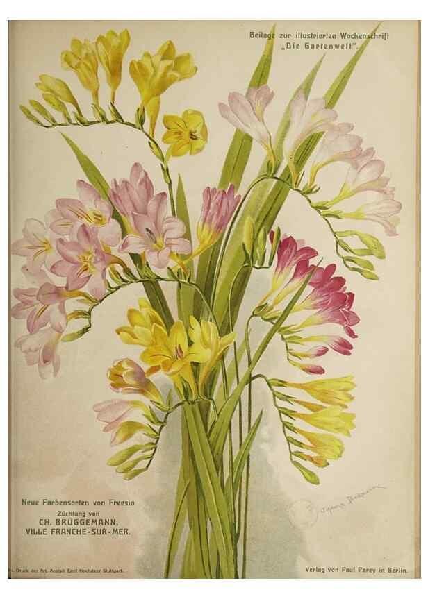 Reproducción/Reproduction 49684094766: Die Gartenwelt.. Berlin :G. Schmidt,[1897-. 