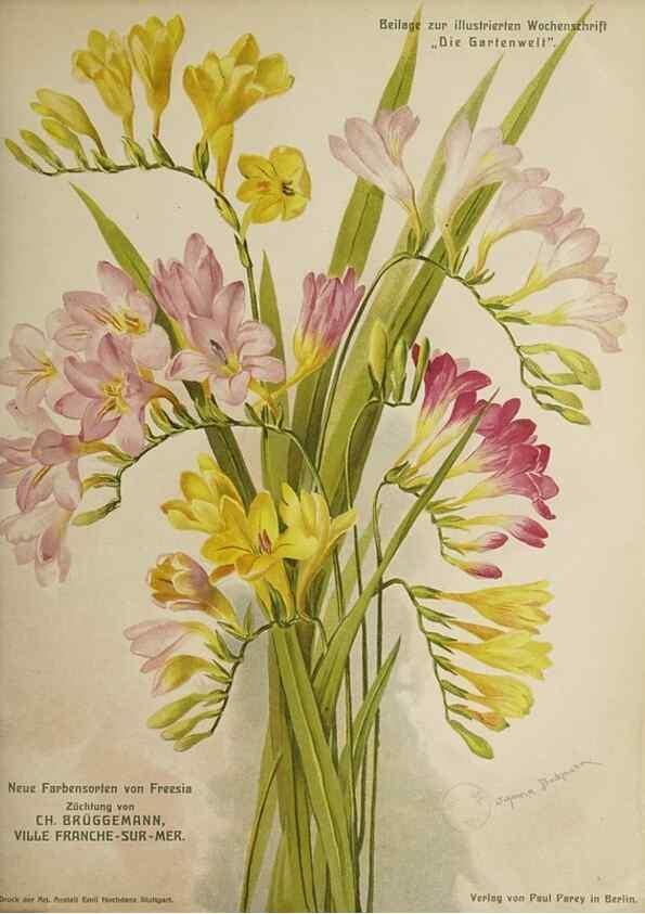 Reproducción/Reproduction 49684094766: Die Gartenwelt.. Berlin :G. Schmidt,[1897-. 