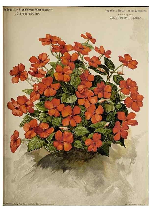 Reproducción/Reproduction 49684388087: Die Gartenwelt.. Berlin :G. Schmidt,[1897-. 