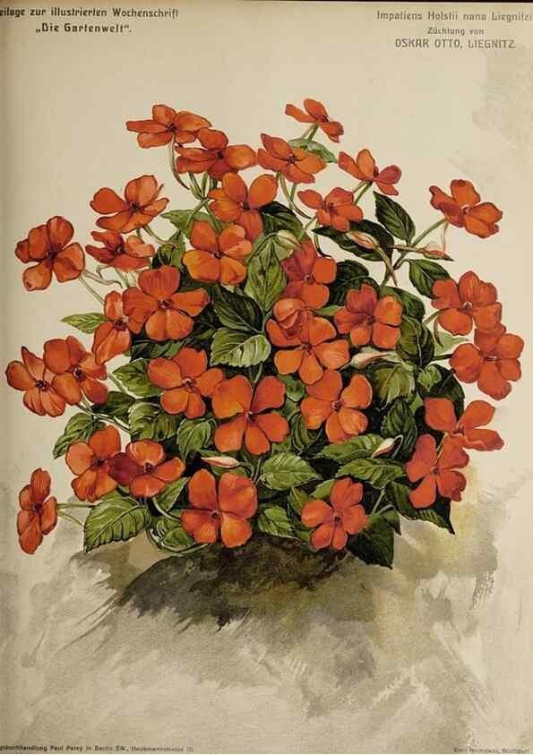 Reproducción/Reproduction 49684388087: Die Gartenwelt.. Berlin :G. Schmidt,[1897-. 